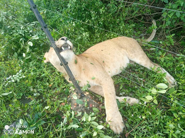 Three Lionesses Found Dead In Uganda’s National Park