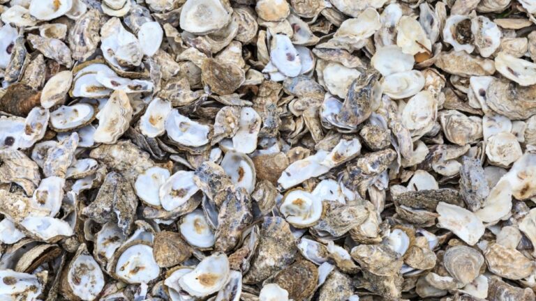 oyster-farming