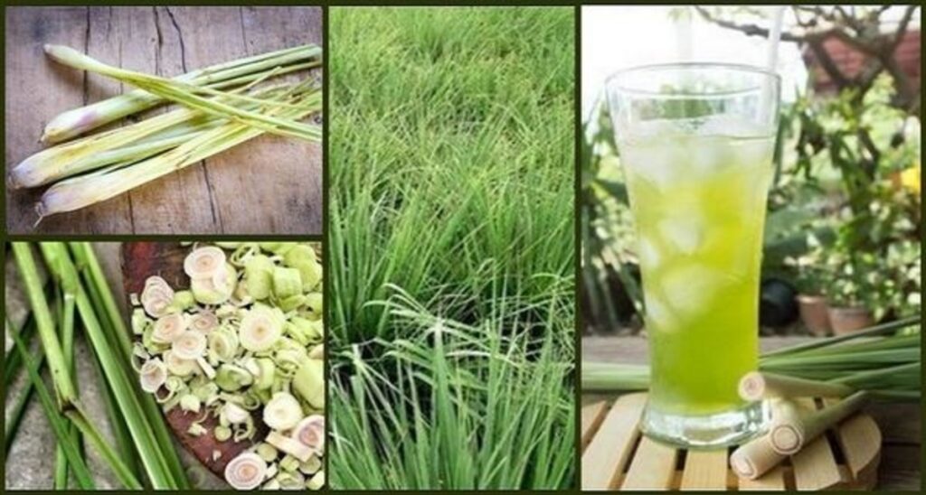 Health Benefits of Lemon Grass
