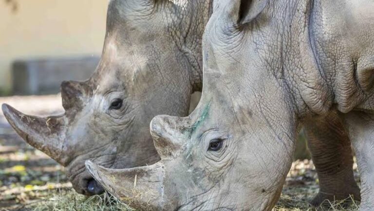 White Rhinos Return to Mozambique After 40 Years of Extinction