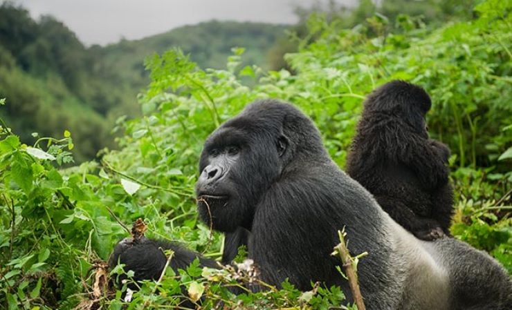 8 Things To Do In Rwanda