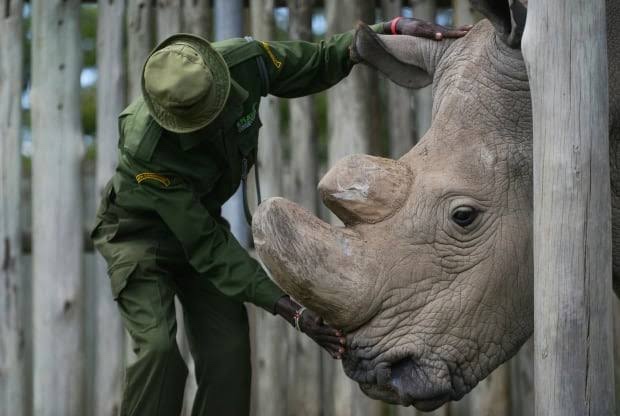 White Rhinos Return to Mozambique After 40 Years of Extinction