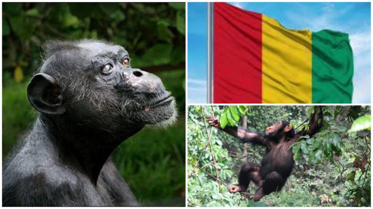 Guinea’s Oldest Chimpanzee and One of The Last of An Endangered African Specie Dies at 71
