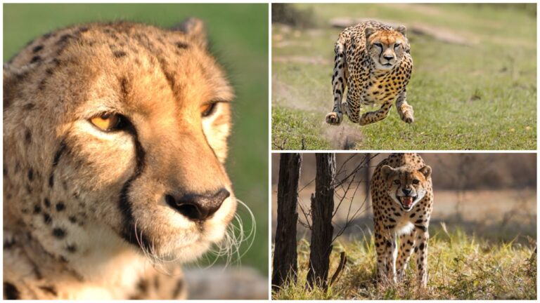 S.African Cheetahs to be Flown to Mozambique, India as Part of Reintroduction Efforts