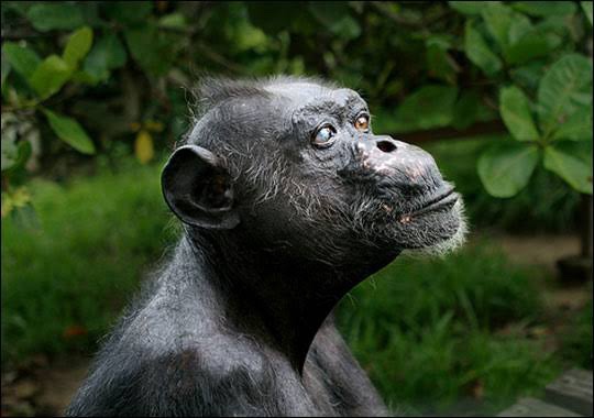 Chimpanzee