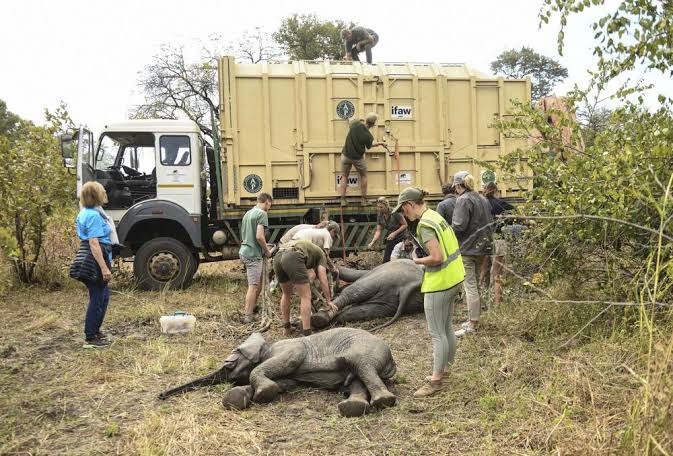 Zimbabwe Relocates 2,500 Wild Animals To Save Them From Drought