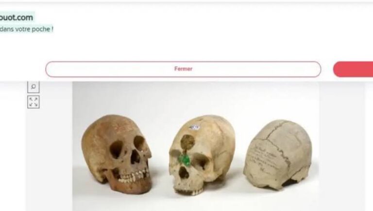Belgian Auction House Cancels Auction of 3 African Skulls After Public Outcry