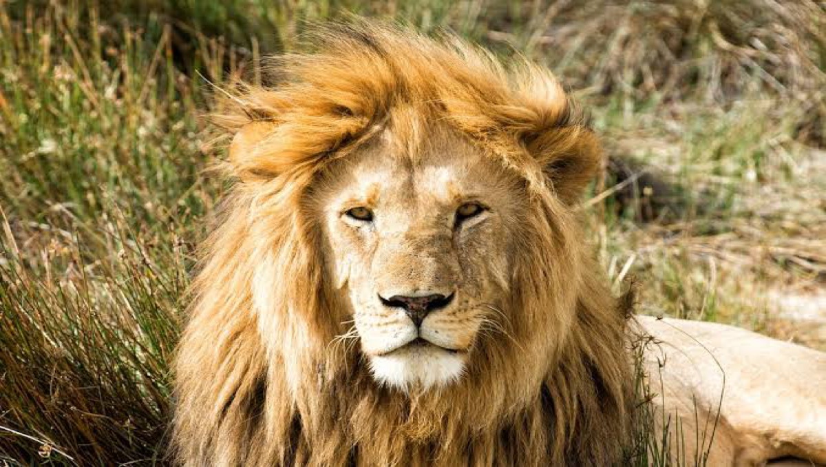 Bob Junior: Lion who was 'king' of the Serengeti killed by rivals