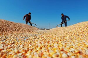 China Lessens Reliance On US As It Signs Continous Corn Supply Deal With South Africa