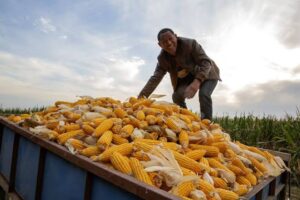 China Lessens Reliance On US As It Signs Continous Corn Supply Deal With South Africa