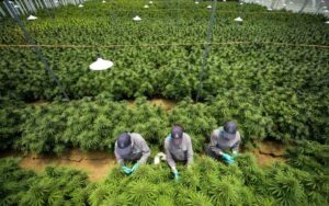 Tanzania In Search of Biological Agent to Eradicate Cannabis Completely