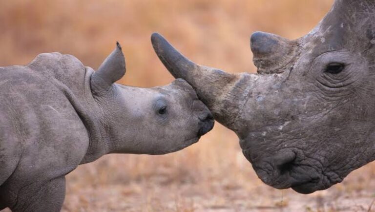 Endangered White Rhinos Reintroduced to DR Congo’s Garamba National Park