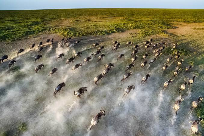 The Great Migration: Witnessing Africa’s Most Epic Wildlife Spectacle
