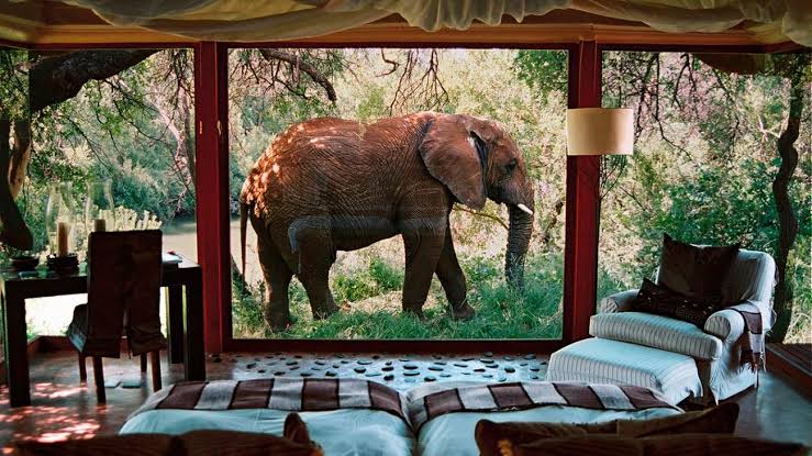 Luxury Safari Lodges: Where to Experience Africa’s Best Wildlife Encounters