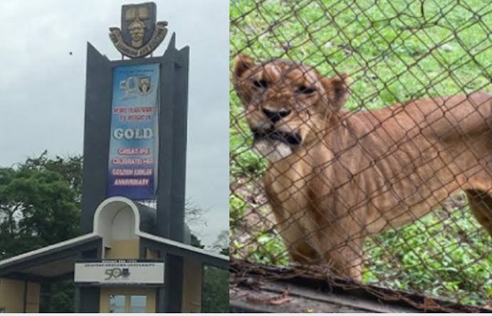 Tragedy Strikes as Lion Attacks and Kills Zoo Keeper In Nigerian University