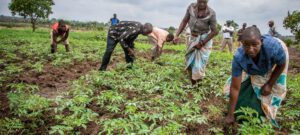 Malawi’s ‘Miracle Mineral’ For Africa’s Future