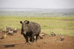 Best Places to See Rhinos in Africa