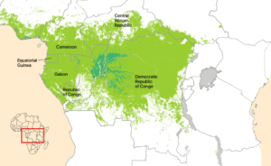 Congo Basin’s Hidden $23 Trillion “Green Goldmine” — New Report Says Africa Holds the Treasure